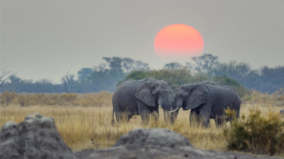 Safari Holidays in Botswana